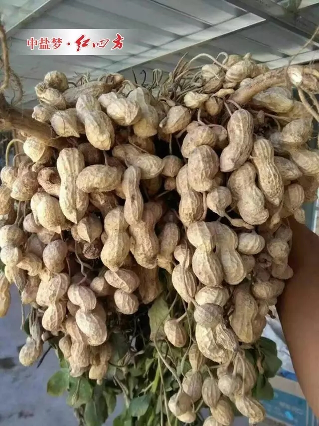 (刚收的花生挂满院子,今年产量又上不少) (刚收的花生挂满院子,今年产量又上不少)