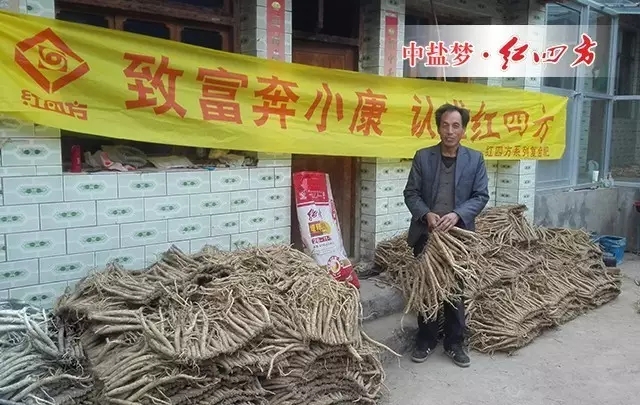 田老伯家的当归从地里采挖出来后,被初步处理,摆放在院子里进行晒干,归身肥厚、结实,吸取了大自然的精华。 田老伯家的当归从地里采挖出来后,被初步处理,摆放在院子里进行晒干,归身肥厚、结实,吸取了大自然的精华。