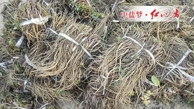 通常,药农将精挑细选的归根裁剪成适当长短,用绳子捆扎起来,用于育苗。 通常,药农将精挑细选的归根裁剪成适当长短,用绳子捆扎起来,用于育苗。