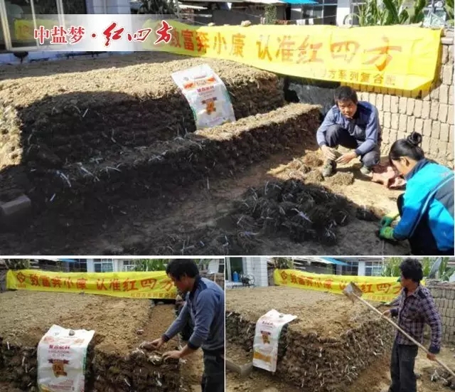 每当归育苗时,田老伯一家就忙碌起来,他们将精挑细选捆扎好的归根,一层一层叠放在院子里,每层之间撒上拌好肥料的土壤,以便在当归育苗期间提供充足的养分。 每当归育苗时,田老伯一家就忙碌起来,他们将精挑细选捆扎好的归根,一层一层叠放在院子里,每层之间撒上拌好肥料的土壤,以便在当归育苗期间提供充足的养分。