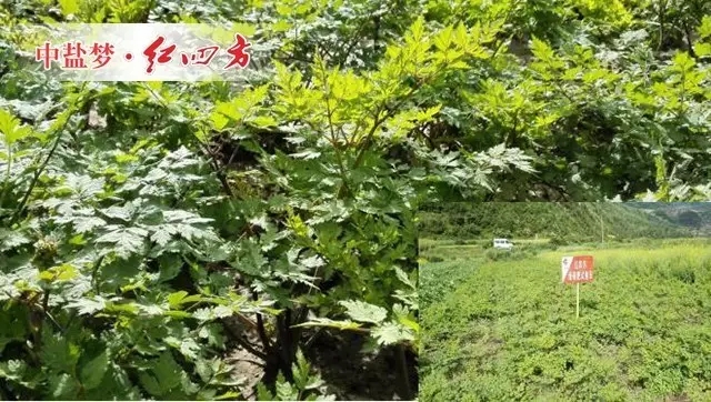 阳光充足,雨水充沛,当归长得“枝繁叶茂”,根茎粗壮、葱郁油亮,充满勃勃生机。 阳光充足,雨水充沛,当归长得“枝繁叶茂”,根茎粗壮、葱郁油亮,充满勃勃生机。