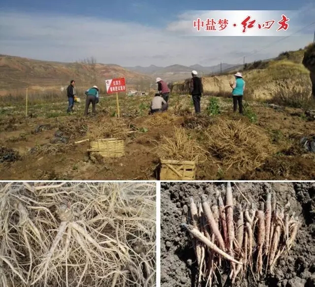 当归采挖结束后,应及时捡选分级。将有病的、虫蛀的、挖伤的、腐烂的挑选出来,将好药材整理,方便干燥加工。及时摊开,晾晒,防止堆放时间过长和堆体太大,造成发热,影响品质。 当归采挖结束后,应及时捡选分级。将有病的、虫蛀的、挖伤的、腐烂的挑选出来,将好药材整理,方便干燥加工。及时摊开,晾晒,防止堆放时间过长和堆体太大,造成发热,影响品质。