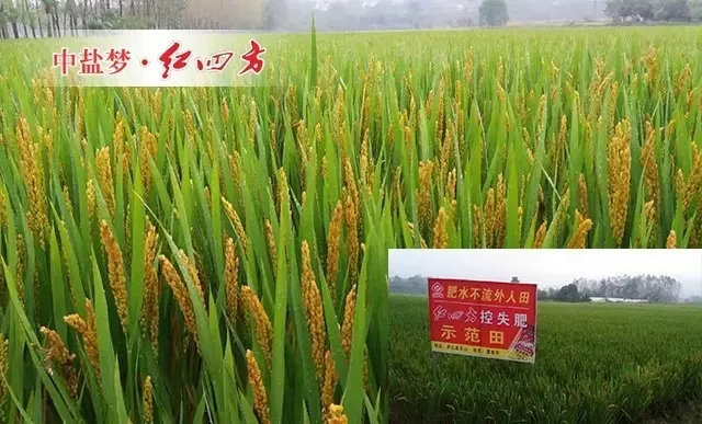 施用控失肥的水稻长势