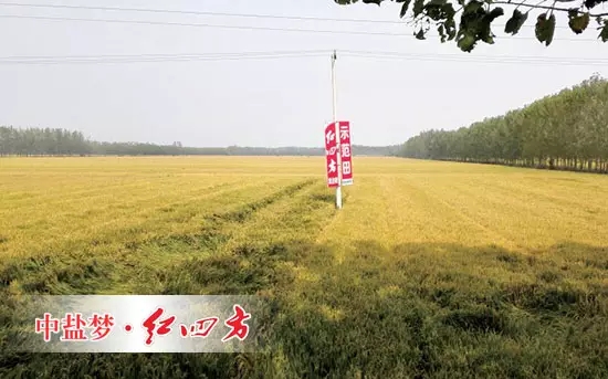 6月26日,在山东青州何官镇水渠村山药种植区,山药长势证明了红四方增效控失肥的肥效。 6月26日,在山东青州何官镇水渠村山药种植区,山药长势证明了红四方增效控失肥的肥效。