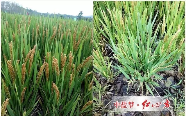水稻配方肥