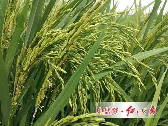 示范田里的水稻颗粒饱满 示范田里的水稻颗粒饱满