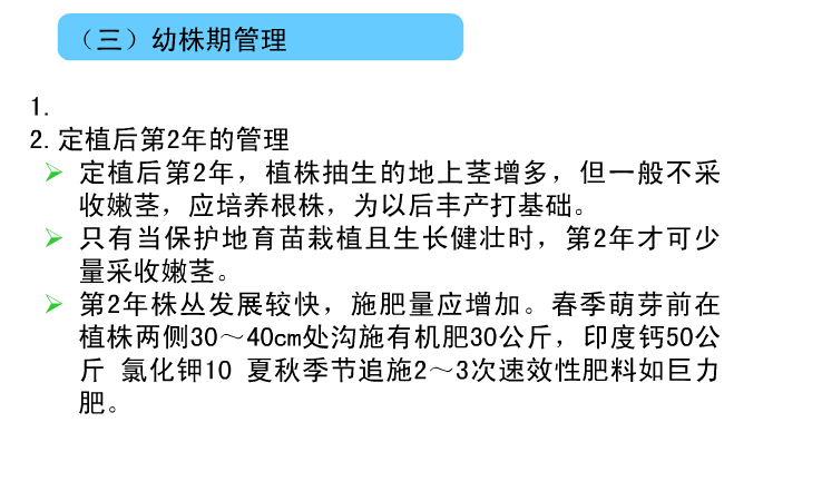 芦笋种植技术&mdash;幼株管理
