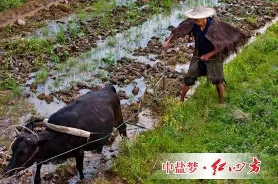 一些长期研究该问题的农学家认为，过去数千年的现实告诉我们，这一思路可能是错误的，那些纯天然耕作的土地并没有表现出&ldquo;肥力十足&rdquo;。相反，这种做法加速了土壤肥力的减退。