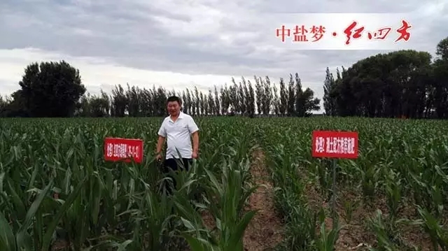 内蒙古通辽缓释肥玉米试验示范田长势对比