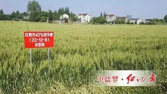 2016年5月11日,安徽芜湖火龙岗镇天叶农资公司和70多位种植大户,共同见证红四方控失肥长效高产的效果表现: 小麦根系发达浓密,麦穗结粒多,长势茂盛,麦苗茎杆茁壮,籽粒饱满,没有死穗,秃尖。 2016年5月11日,安徽芜湖火龙岗镇天叶农资公司和70多位种植大户,共同见证红四方控失肥长效高产的效果表现: 小麦根系发达浓密,麦穗结粒多,长势茂盛,麦苗茎杆茁壮,籽粒饱满,没有死穗,秃尖。