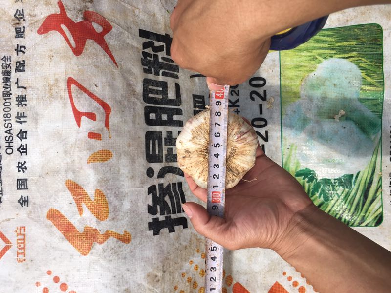 种大蒜用什么肥好？大蒜专用掺混肥52%（12-20-20）