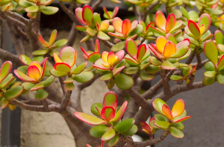 红四方营养土 红四方营养土